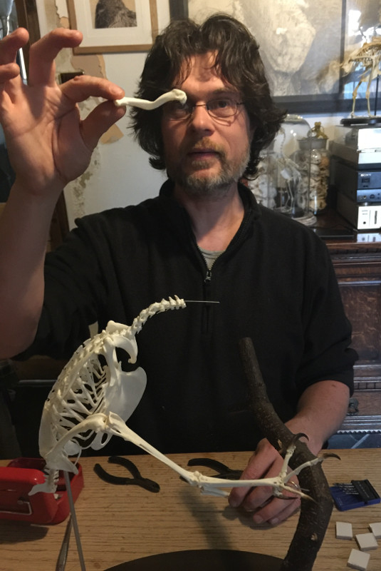 Pathological goshawk